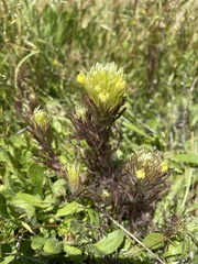 Castilleja ambigua