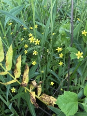 Ranunculus laxicaulis