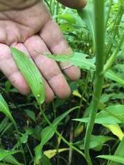 Ranunculus laxicaulis