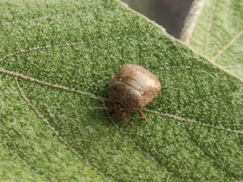 Kudzu Bug