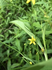 Ranunculus laxicaulis