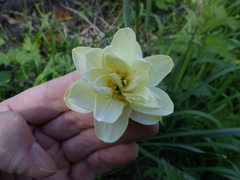 Narcissus × incomparabilis