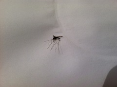 Anopheles occidentalis
