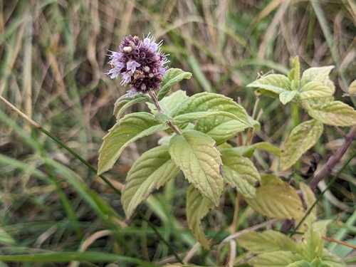 Horse Mint