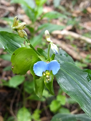 Commelina obliqua observed 2026-10-09