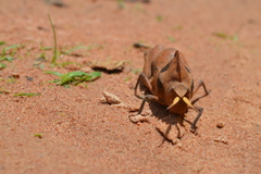 Lobosceliana