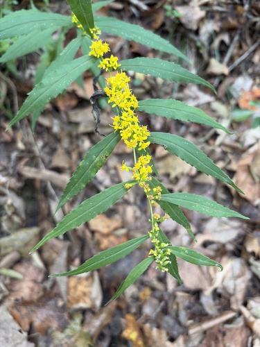 bluestem goldenrod