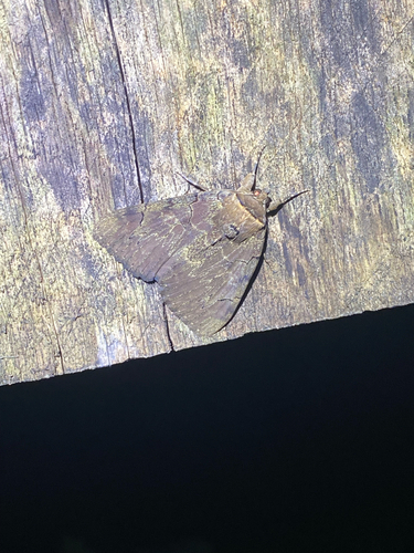Darling Underwing