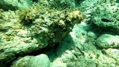 Halichoeres maculipinna