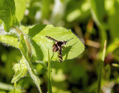 Bombylius pulchellus