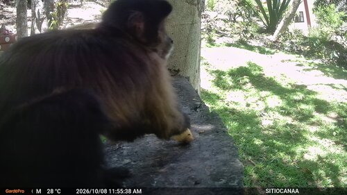 Black capuchin