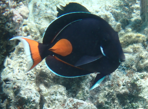 Acanthurus achilles observed 2026-10-08