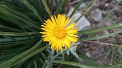 Xanthisma spinulosum scabrella