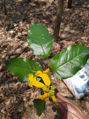 Adenocalymma inundatum