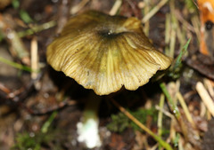 Entoloma rodwayi
