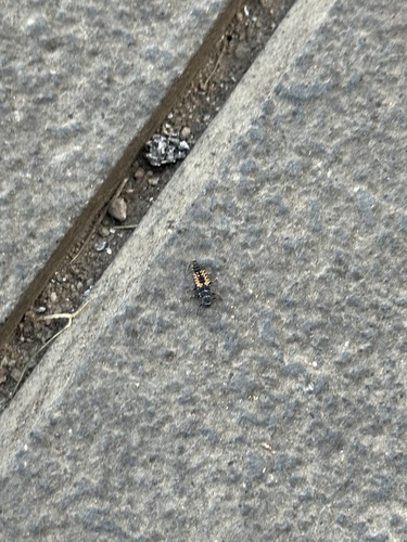 Asian Lady Beetle