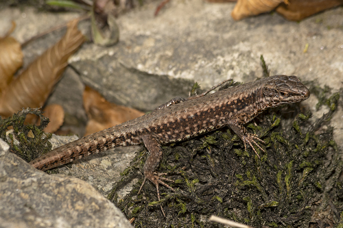 Common Wall Lizard