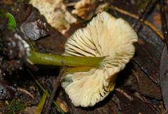 Entoloma rodwayi