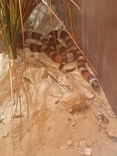 Culebra suelera semianillada