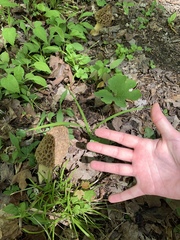 Morchella americana