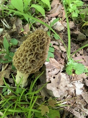 Morchella americana