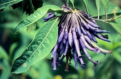 Iochroma calycinum