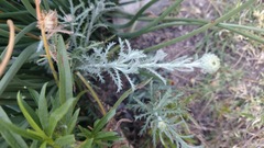 Xanthisma spinulosum scabrella