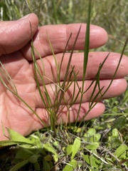 Perideridia gairdneri