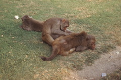 Macaca mulatta