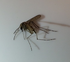 Aedes squamiger