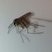 Aedes squamiger - Photo (c) smcmvcd, some rights reserved (CC BY-NC), uploaded by smcmvcd