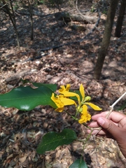 Adenocalymma inundatum