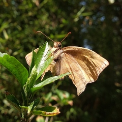 Doberes hewitsonius