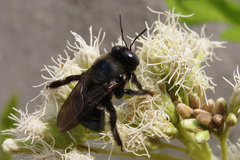 Xylocopa splendidula