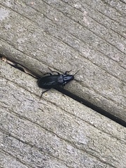 Melandryidae