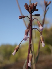 Arabis eschscholtziana