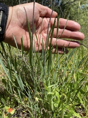 Perideridia kelloggii