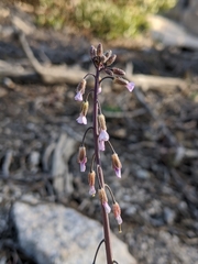 Arabis eschscholtziana