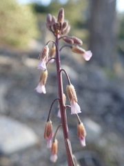 Arabis eschscholtziana