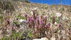 Castilleja exserta exserta