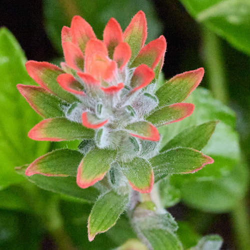 Castilleja arvensis observed 2026-09-21