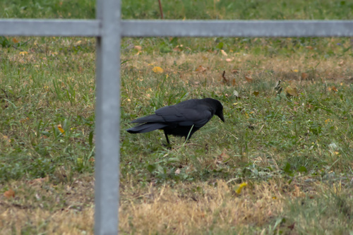 Carrion Crow