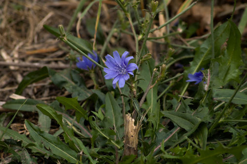 chicory