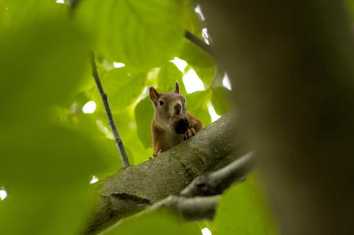 Eurasian Red Squirrel