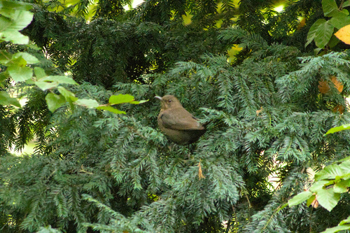 Eurasian Blackbird