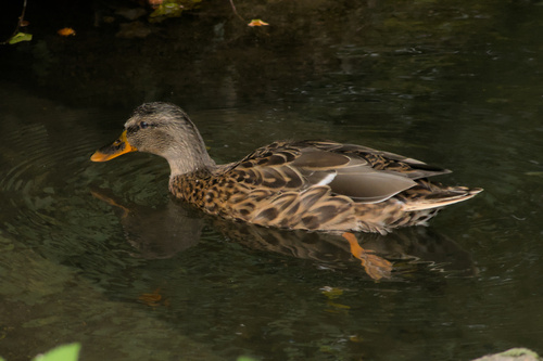 Mallard