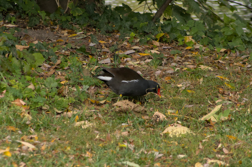 Eurasian Moorhen