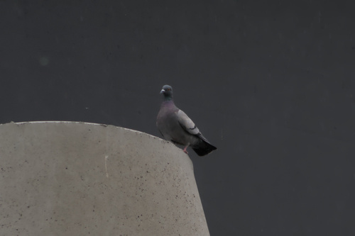 Feral Pigeon