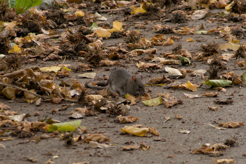 Brown Rat