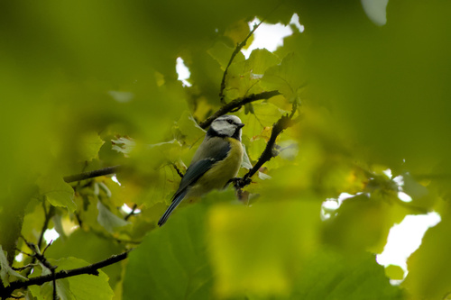 Eurasian Blue Tit